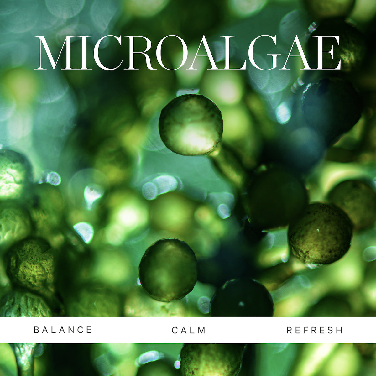 Active Algae Essentials - Image 2