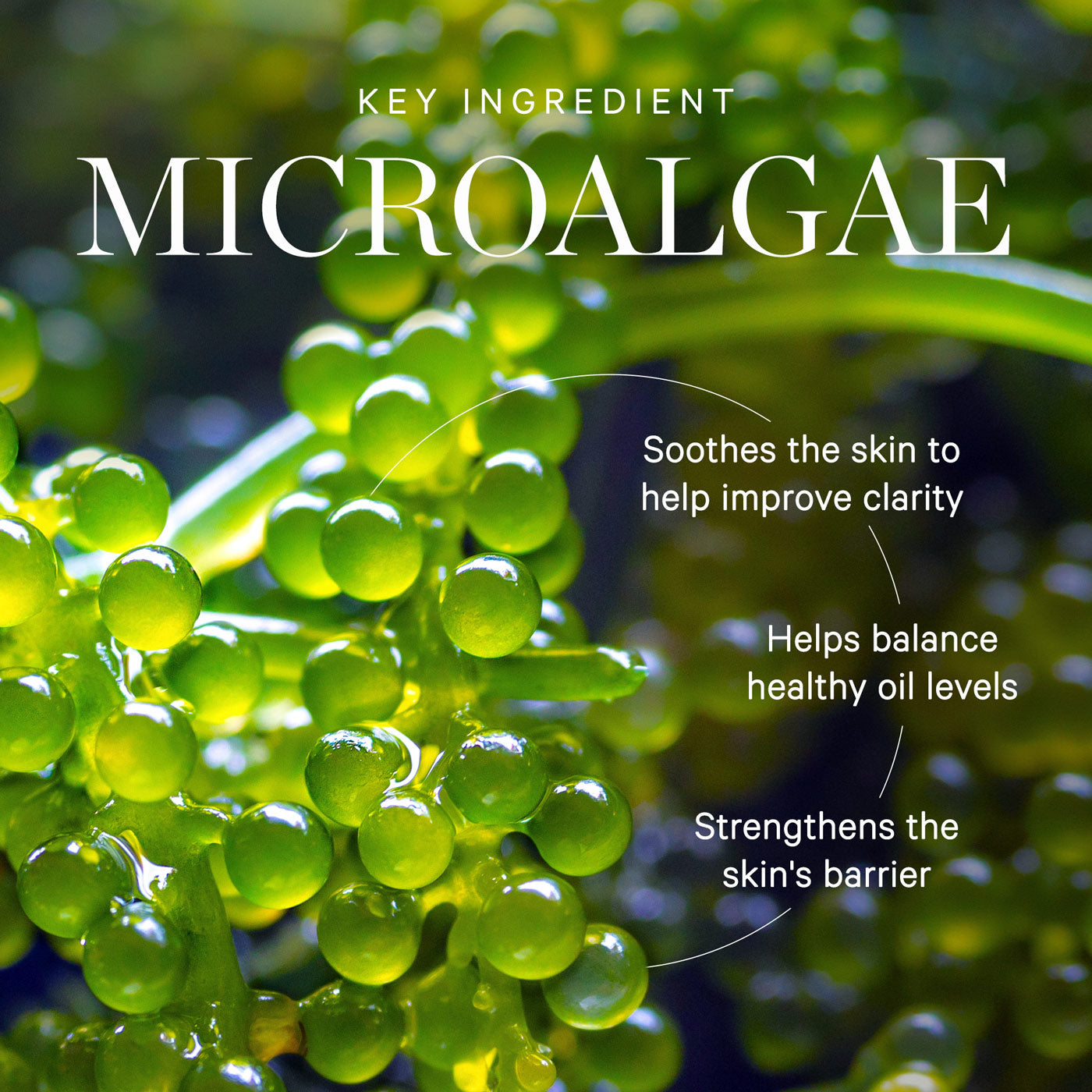 Active Algae Lightweight Moisturizer - Image 7