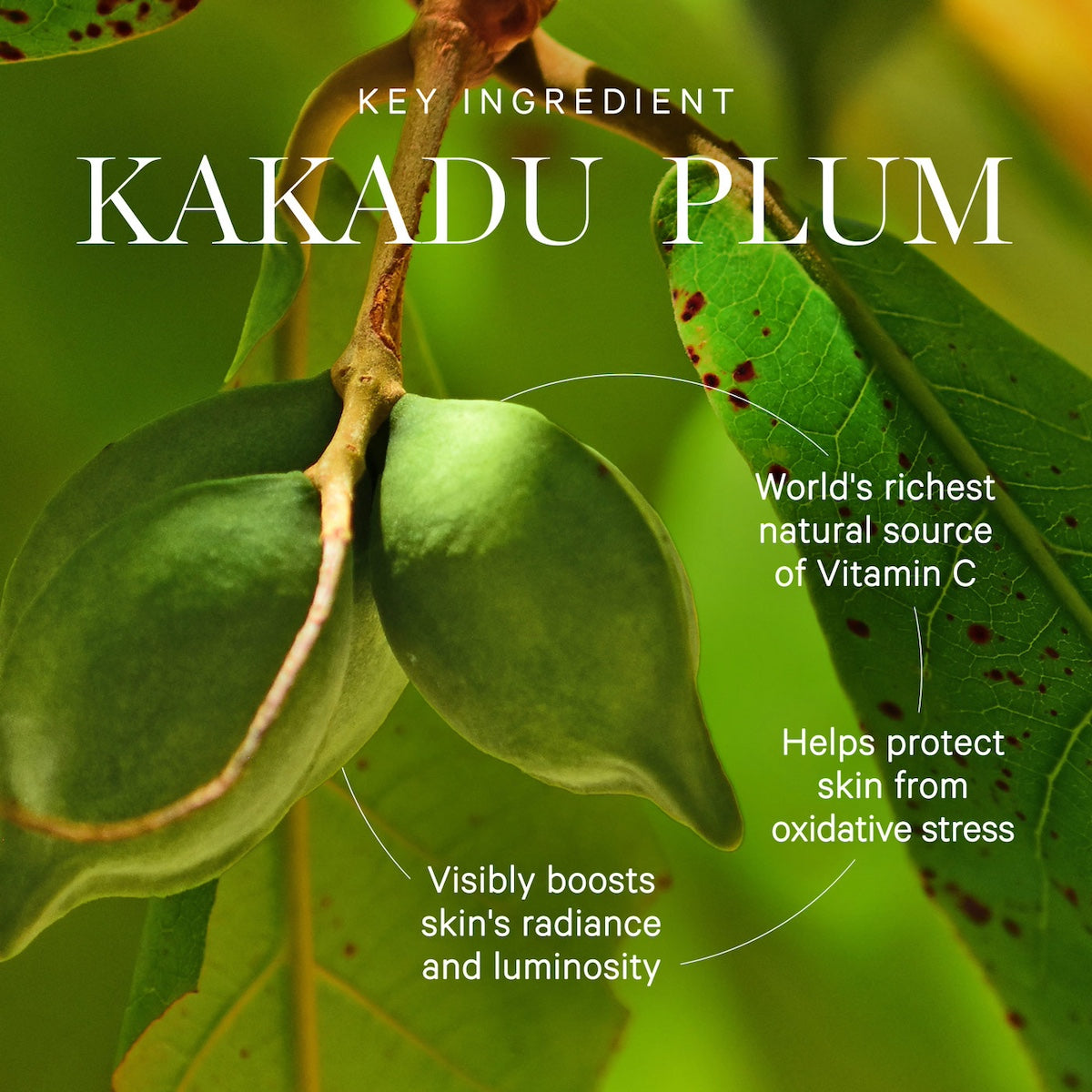 Kakadu Plum Vitamin C Eye Cream - Image 5